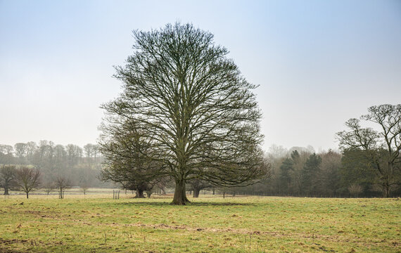 lone tree in a field