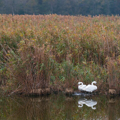 Mute swan (Cygnus olor). Danube Delta, Tulcea County, Romania, Europe