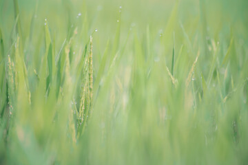 grass in the wind