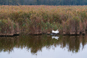 Mute swan (Cygnus olor). Danube Delta, Tulcea County, Romania, Europe