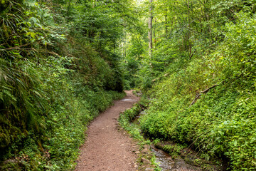 Fototapeta na wymiar Hiking trail and stream in the Drachenschlucht near Eisenach