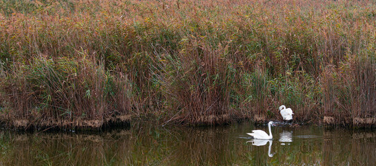 Mute swan (Cygnus olor). Danube Delta, Tulcea County, Romania, Europe