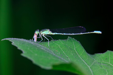 Damselflies live on wild plants in North China