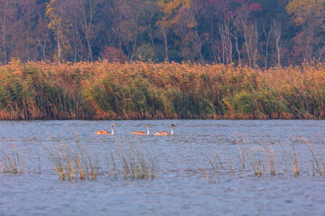 Mute swan (Cygnus olor). Danube Delta, Tulcea County, Romania, Europe