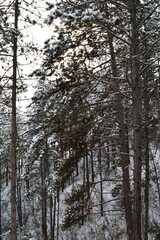 trees under the snow in the woods