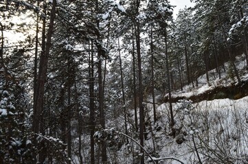 a small forest road under the snow