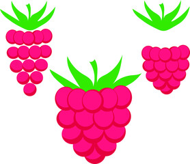 
vector raspberry berries. flat illustration of raspberry. disassembled raspberries in parts. raspberry berry elements.