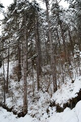trees under the snow in the woods