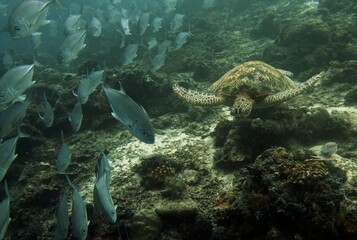 Fototapeta premium Turtle hunting for food