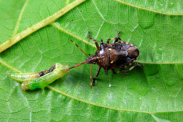 Bugs prey on insects on wild plants, North China