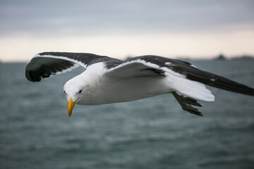 Seagull flying over Valwis Bay of Namibia