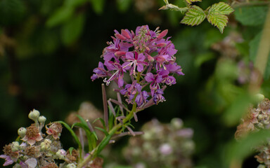 Pretty pink and purple wild flower, with leaves in the background.