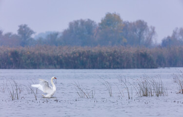 Mute swan (Cygnus olor). Danube Delta, Tulcea County, Romania, Europe