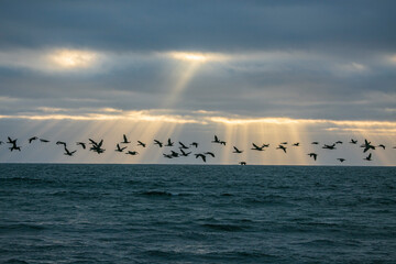 Seagull flying over cape Cross of Namibia