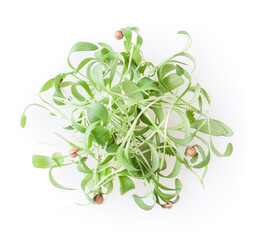 Heap of micro greens coriander sprouts isolated on white background