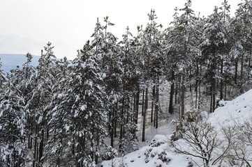 a forest of fir trees under the snow
