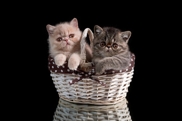 Fototapeta na wymiar Two exotic shorthair kittens sitting in a wicker basket on a dark background. A day of romance and love.