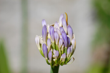 Fototapeta premium spring crocus flower macro violet