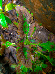 Nature Green