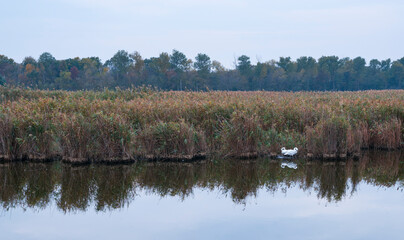 Mute swan (Cygnus olor). Danube Delta, Tulcea County, Romania, Europe