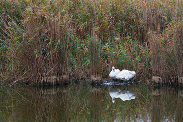 Mute swan (Cygnus olor). Danube Delta, Tulcea County, Romania, Europe