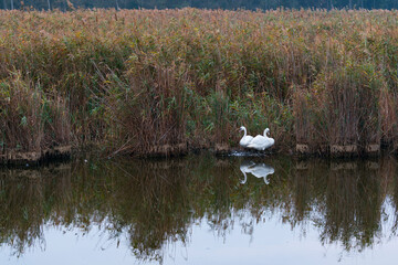 Mute swan (Cygnus olor). Danube Delta, Tulcea County, Romania, Europe