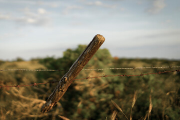 fence and grass