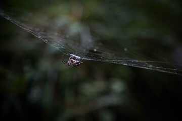 Spider in the middle of nature making cobweb
