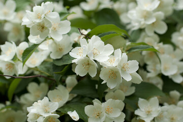 lush jasmine bush with wonderful white flowers