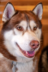 Portrait red siberian husky dog close up.