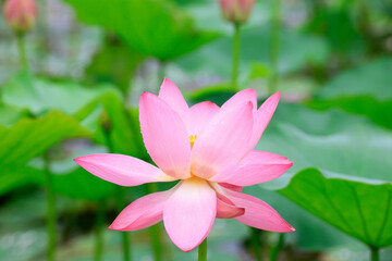 Lotus in full bloom in a pond, North China
