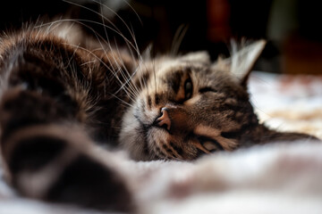 a big beautiful tabby cat is lying on the bed and dozing