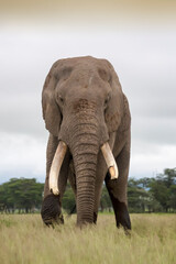 African elephant (Loxodonta africana) bull standing close on savanna, looking at camera, Amboseli national park, Kenya.