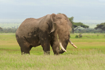 African elephant (Loxodonta africana) bull, throwing sand, Amboseli national park, Kenya.