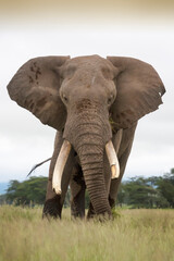 African elephant (Loxodonta africana) bull eating grass on savanna, looking at camera, Amboseli national park, Kenya.