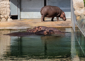 Hippos family in Zoo. Two hippos in water. Hippopotamus  side view.