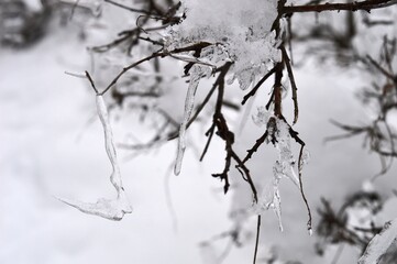 Fototapeta na wymiar ice on the branches in winter
