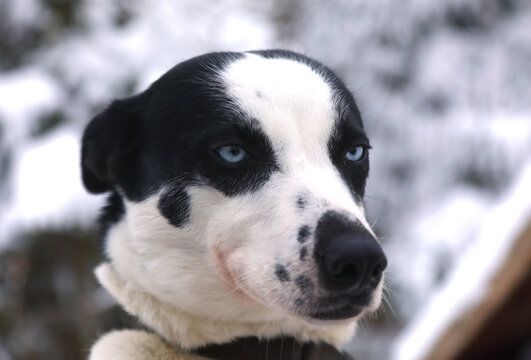 Portrait of a husky sled dog outdoors