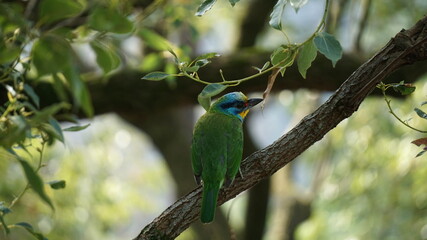 a Taiwan-Barbet bird in the Hutoushan Hutou Mountain Park, Guishan, Taoyuan City, Taiwan, January