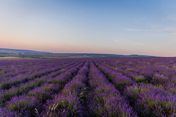 Naklejka na ściany i meble Lavender field. Beautiful blossoming lavender bushes rows.Provence garden