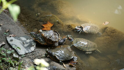 turtles in the Hutoushan Hutou Mountain Park, Guishan, Taoyuan City, Taiwan, January