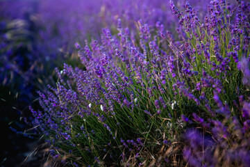 Obraz premium Lavender field. Beautiful blossoming lavender bushes rows.Provence garden