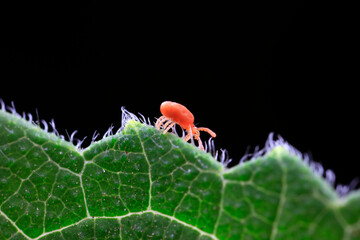 Red spider perches on wild plants, North China