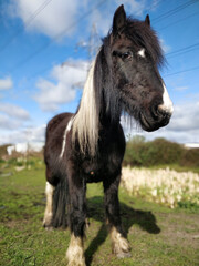 Portrait of a horse in field