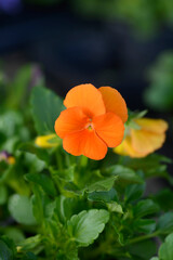 Fototapeta premium Orange Horned violet