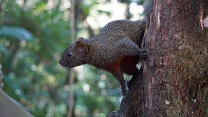 a squirrel at the Sun Moon Lake, Yuchi Township, Nantou County, Taiwan, January