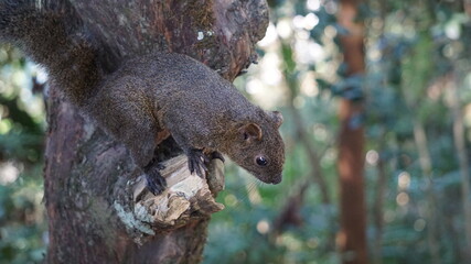 a squirrel at the Sun Moon Lake, Yuchi Township, Nantou County, Taiwan, January