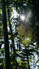 Fototapeta premium fern on the QingLong Mountain Trail, Sun Moon Lake, Yuchi Township, Nantou County, Taiwan, January