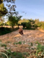 A spider built a house beside the fence.

