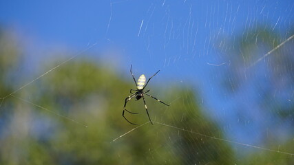 a big spider at the Sun Moon Lake, Yuchi Township, Nantou County, Taiwan, January